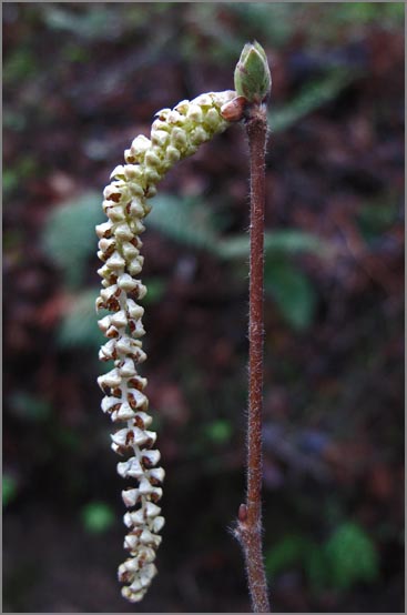 sm P12 California Hazelnut.jpg - California Hazelnut (Corylus cornuta var. californica): A native deciduous shrub which displays these catkin flowers before the leaves appear.